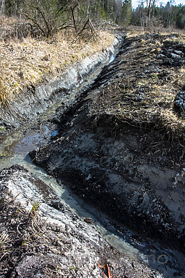 BB 15 0328 / Salix caprea / Selje